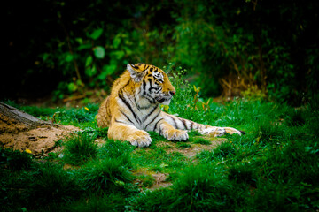  Tiger laying down on green grass