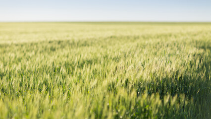 Summer Landscape with Wheat Field and Clouds