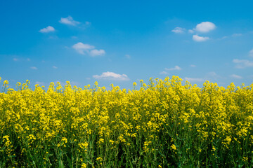Rapeseed field and blue sky as the embodiment of the Ukrainian flag