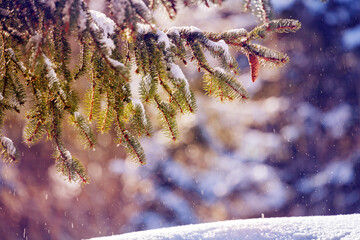 Snow covered fir branch with cone forest and snowdrift
