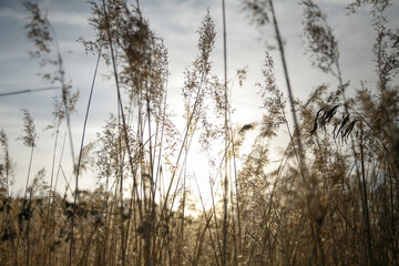 Pampas grass field