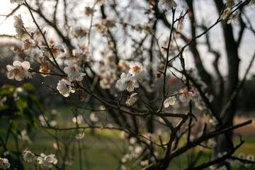 Plum blossom design