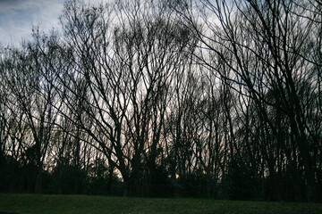 Tree silhouette