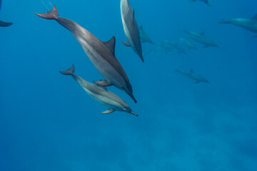 Dolphins  © Jan