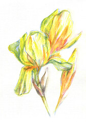 iris flower  - 512546516