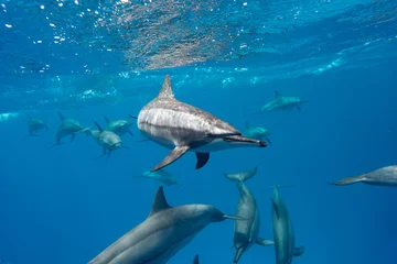 Foto auf Leinwand Dolphin Red Sea © Jan