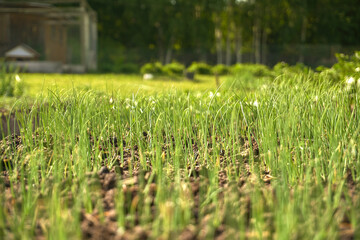 Sprouts of green onions growing on a bed in the garden or vegetable garden. Farming, agriculture, soft selective selective focus