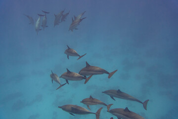 dolphin Red Sea © Jan