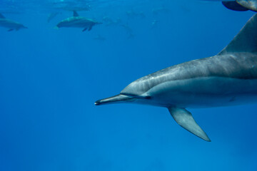 dolphin © Jan