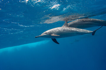 Dolphin Marsa Alam
