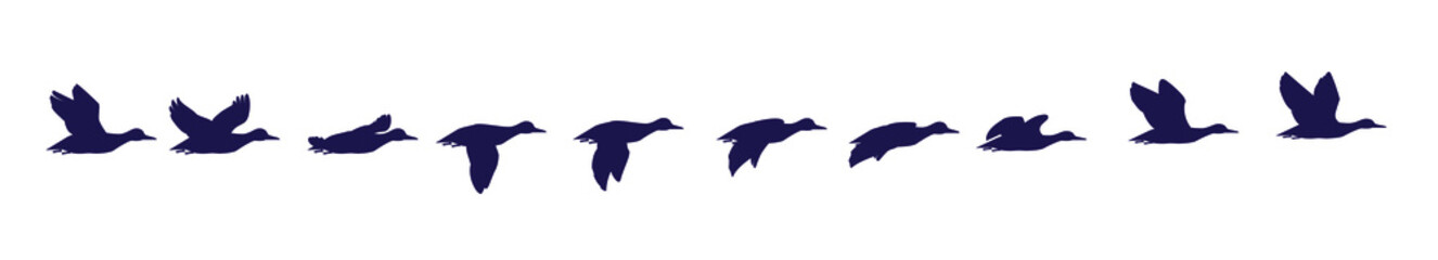 A flock of ducks is flying. Frames for animation.