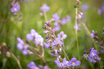 Naklejka premium lavender flowers in the garden