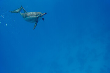 Dolphin Marsa Alam © Jan