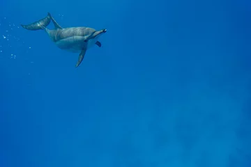 Möbelaufkleber Dolphin Marsa Alam © Jan