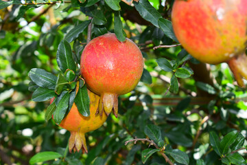 Ripe pomegranate fruit on the branch