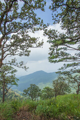 Obraz premium trees in the mountains