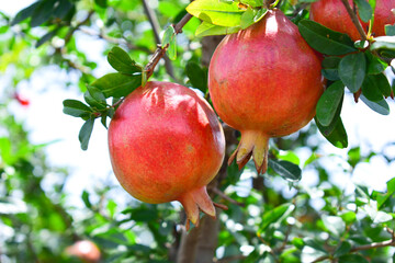 Obraz premium Ripe pomegranate fruit on the branch
