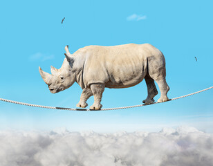Big heavy bulky ropewalker rhinoceros on a rope in the sky