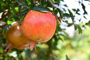 Obraz premium Ripe pomegranate fruit on the branch