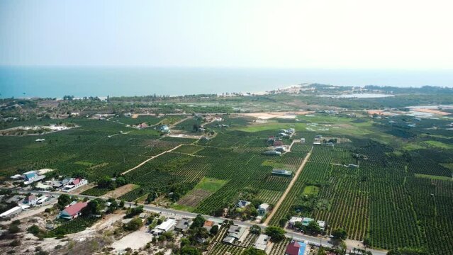 Rural village of Vietnam with massive dragonfruit plantation, aerial view