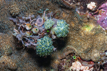 Coral reef in South Pacific with tunicates in shallow waters