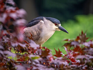 black-crowned night heron ,Nycticorax nycticorax