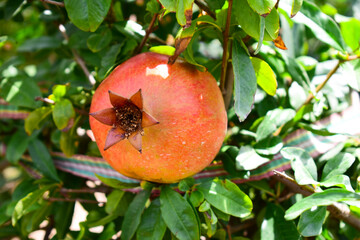 Ripe pomegranate fruit on the branch