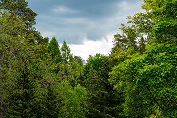 Latvian summer nature, Forest glade