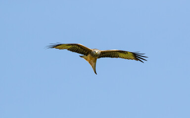 Red Kite (Milvus milvus) in flight