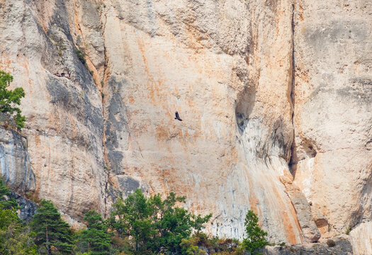 Eurasian Griffon Vulture (Gyps fulvus) in the Tarn Valley