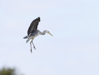 Grey Heron (Ardea cinerea) in Flight Coming in to Land