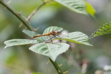 Common Darter Dragonfly (Sympetrum striolatum) on a Leaf