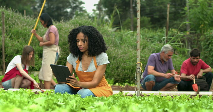People growing communitarian agriculture at small farm. Person using tablet technology at urban community farm