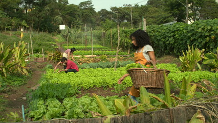 People working at community farm growing organic vegetables. Group of urban farmers