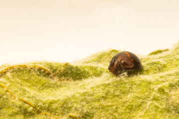 Ladybug on a dry leaf