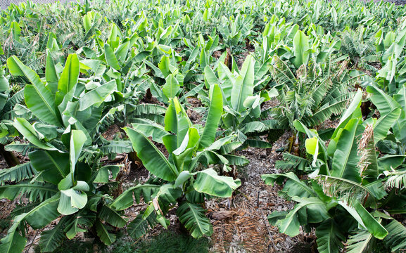young green banana plantation farming