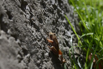 wood frog on a concrete slab