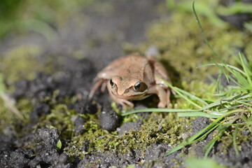 wood frog in green grass