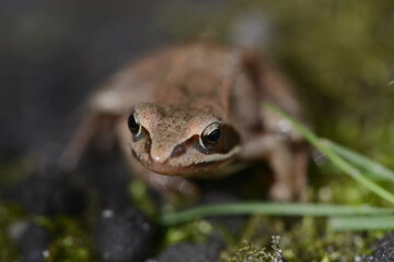 wood frog macro photo portrait