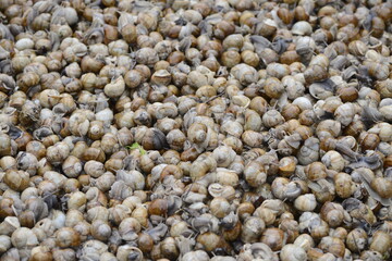 the background pattern of snails is light