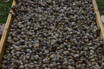 many snails in the pen