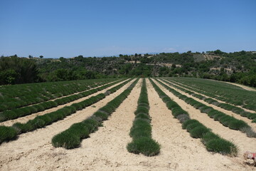 Lavendel fields in south of France