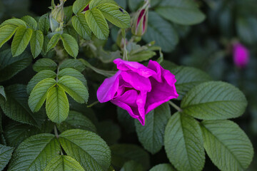 an unopened rose on a wild rose bush