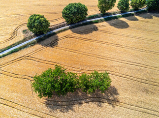 Aerial view on fields of grain in Italy - 512551198