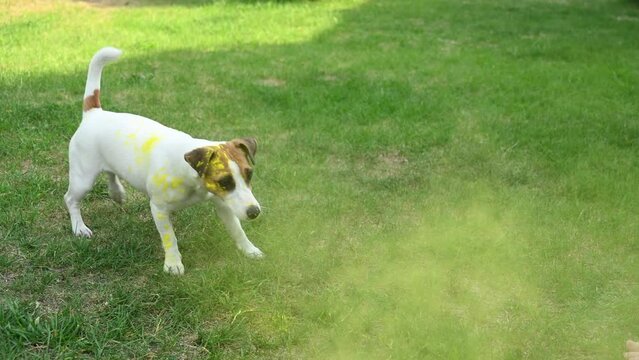 Jack Russell Terrier dog playing in Holi colors with owner outdoors. 