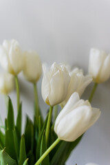 a bunch of white tulips on a light background. Postcard for March 8, birthday, Easter, Valentine's Day. Beautiful spring flowers