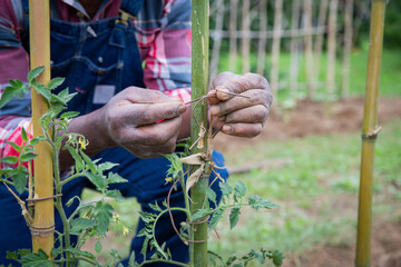 Close-up of the hands of a farmer fixing a thread to tie tomato plants to poles, working in the...