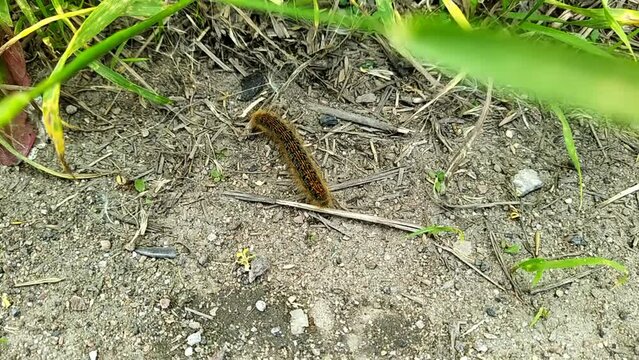 one big caterpillar closeup video