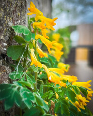 yellow flower in the garden