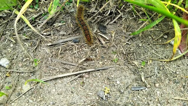 one big caterpillar closeup video